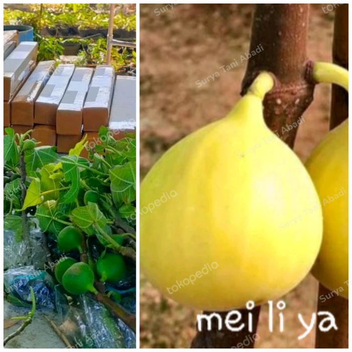 bibit buah tin / pohon Ara kuning jumbo produktif/mudah berbuah jenis aa33