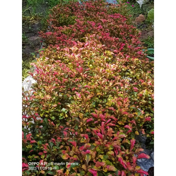 tanaman hias krokot merah /krokot taman 3 polibeg