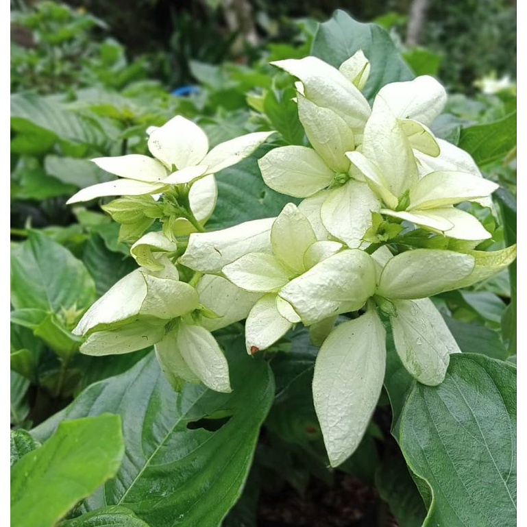 bunga nusa indah putih - tanaman nusa indah - pohon nusa indah - bunga nusa indah - nusa indah