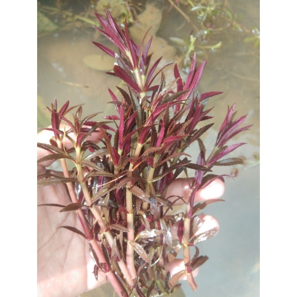 10 batang aromatica - aquascape