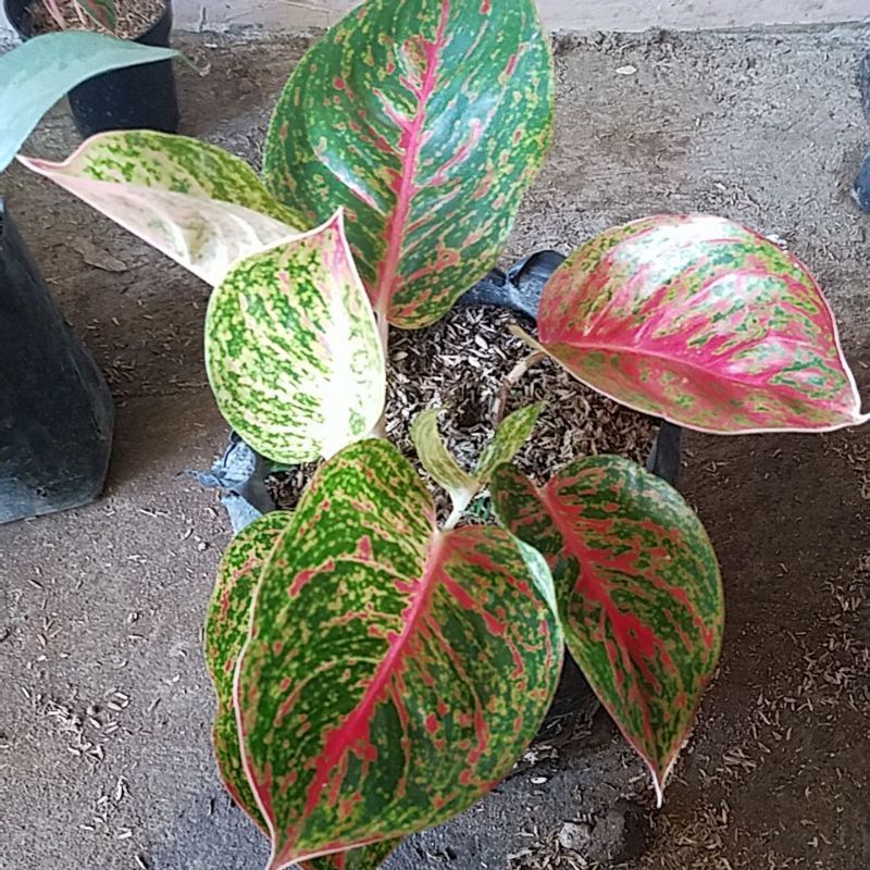 Tanaman hias aglonema big papa mutasi.