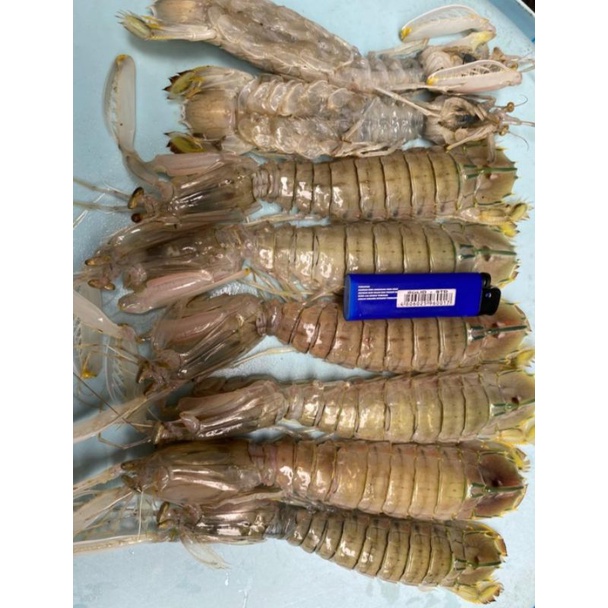 

Udang Ronggeng Segar Fresh