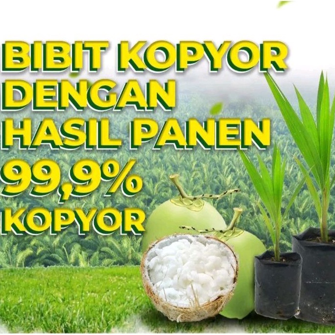 Tanaman Pohon Kelapa Kopyor Di Jamin Asli Valid Original 100%