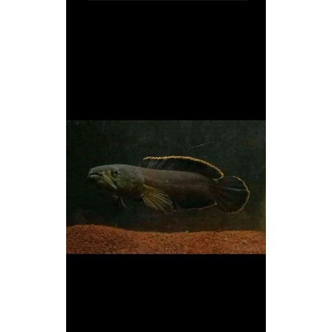 CHANA LIMBATA JUMBO SIZE 14-20 BAHAN KONTES