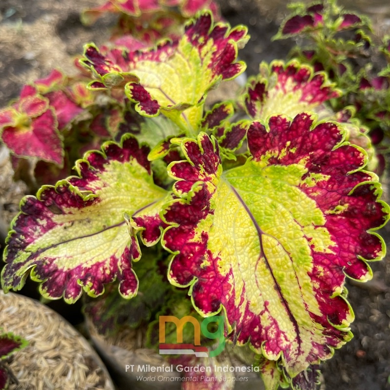 Tanaman hias miana merak (new) tanaman hias outdoor bunga miana tanaman hias jawer kotok