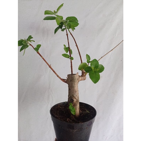 Sancang Cangkok Besar