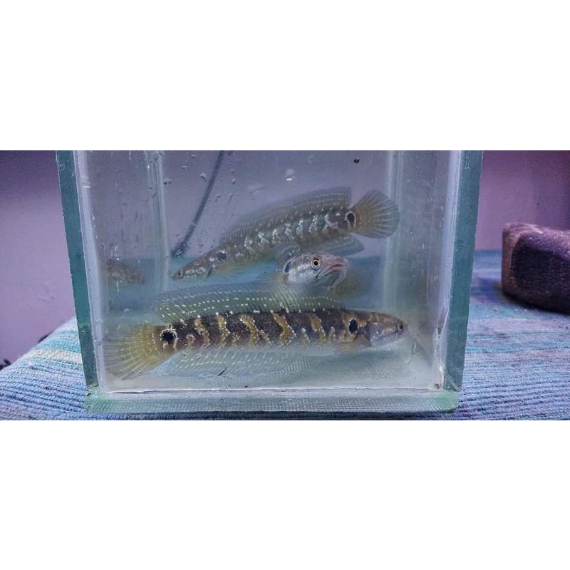 Ikan Channa ASIANTICA RSWS 11-13cm 14-16 cm