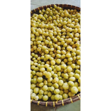 

BUAH CERMAI SEGAR LANGSUNG PETIK 1KG