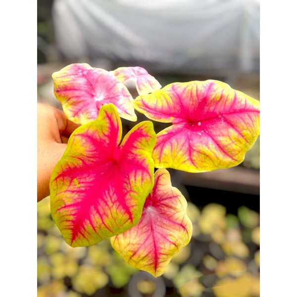 caladium yellow sunset
