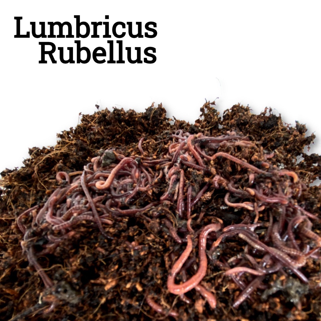 Cacing Tanah Lumbricus 500g