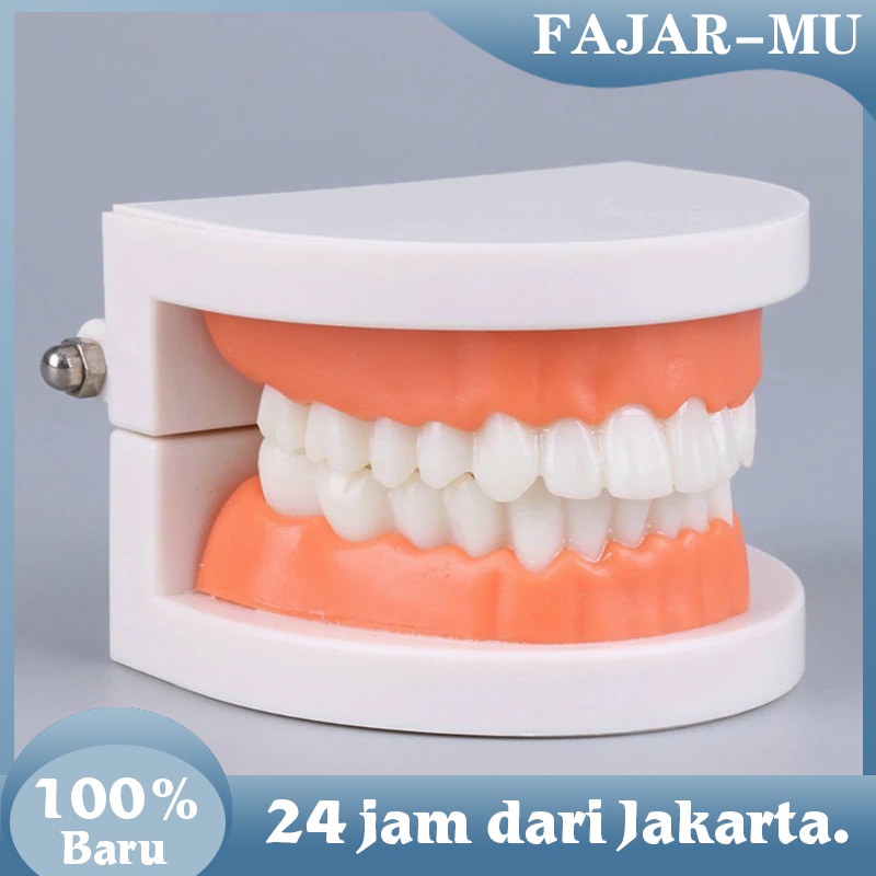 Peraga Gigi Phantom Gigi Patung Gigi Model Study Gigi Model Gigi Edukasi Model Gigi Phantom