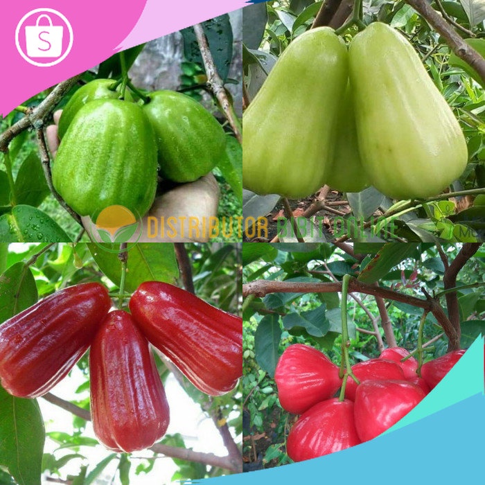 Assri Siap Kirimm Paket isi 4 bibit jambu air ( kiojok, TSG, red taiwan, kusuma merah )
