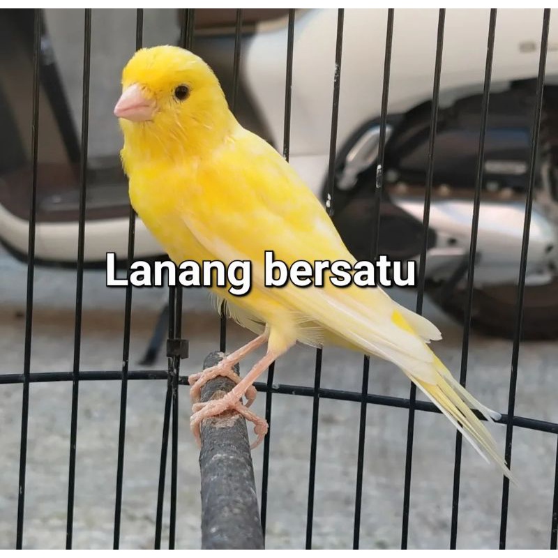 Burung kenari warna kuning  cerah gacorr dorr