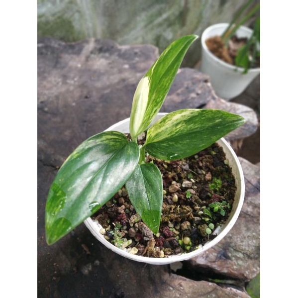 Standleyana Variegata Yellow