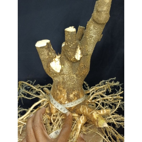 bonggol bonsai anting putri