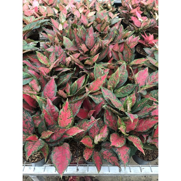 Pesanan Nota live 375rb