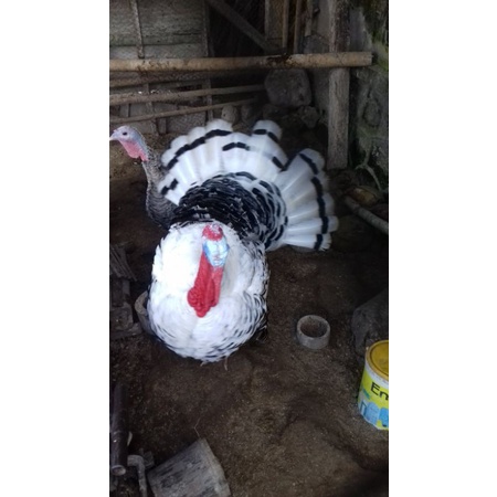 Telur ayam kalkun royal palm untuk ditetaskan