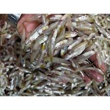 

Ikan Teri Tawar 500 Gram Fresh