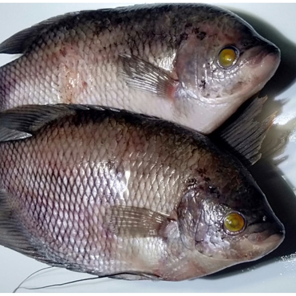 

IKAN GURAMI FRESH - ikan segar surabaya