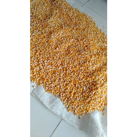 

jagung