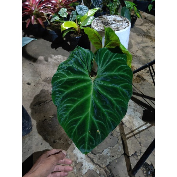 tanaman philodenron verucosum