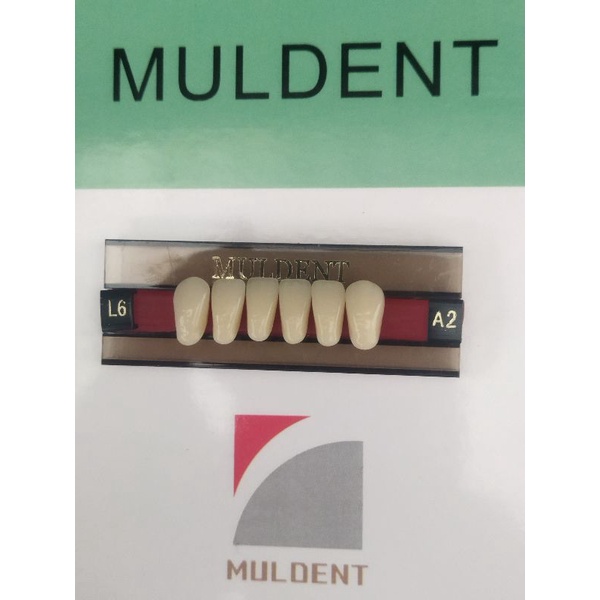 GIGI PALSU / GIGI MULDENT - DEPAN BAWAH / PER BARIS ISI 6PCS / UKURAN L6 : A2