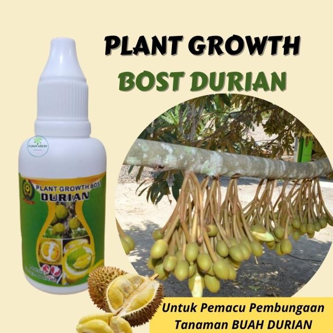 Hormon Pemacu Buah Durian, Pupuk Hormon Bunga Buah Durian