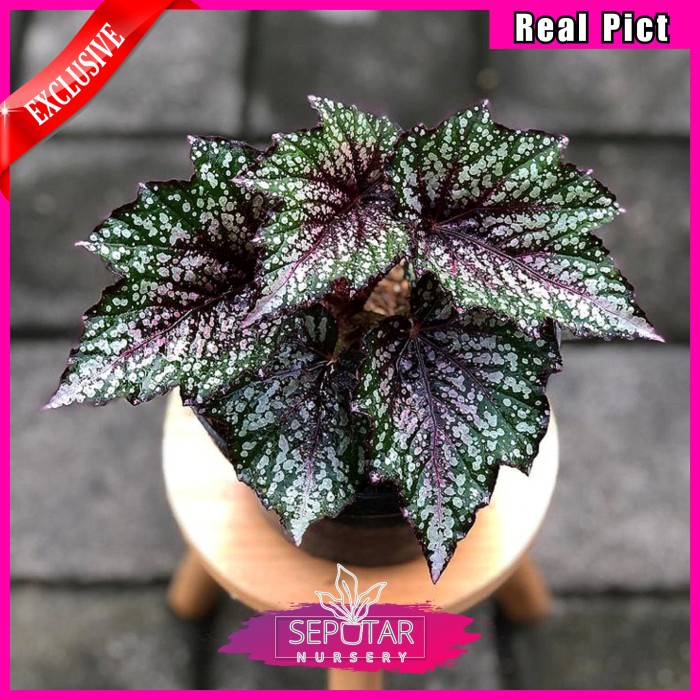 (BISA COD) begonia rex pelangi - tanaman hias begonia rex