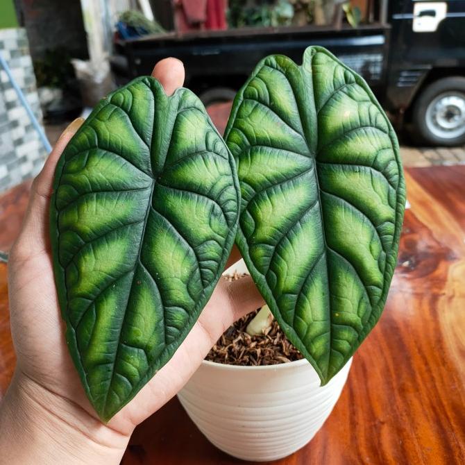 Tanaman Hias Alocasia Dragon Scale - Alocasia Baginda