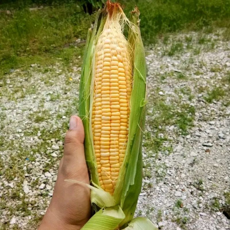 

Jagung manis 1kg
