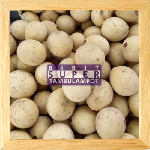 Bibit Tanaman Buah Duku super Okulasi Stek Cangkok Unggul Tambulampot AA99