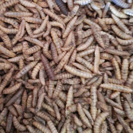 maggot bsf kering 1kg / manggot oven / manggot bsf