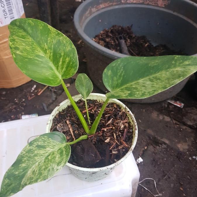 philodendron giganteum variegata