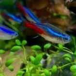 ikan hias neon ikan hias aquascape neon ikan hias neon tetra ikan hias aquarium ikan hias aquascape 