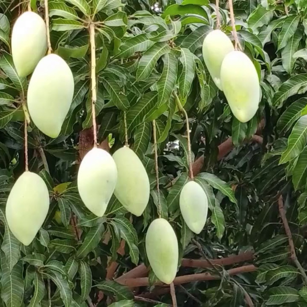 bibit mangga lokmay sudah berbunga/buah