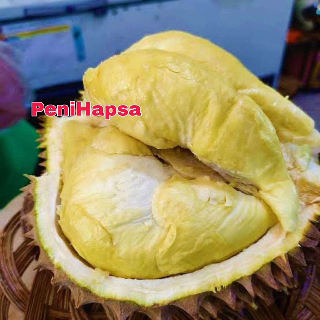 Bibit Durian Monthong Thailand Super Jumbo Cepat Berbuah