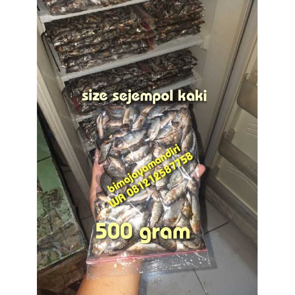 Ikan mujair 500 gram ( beku / mati )