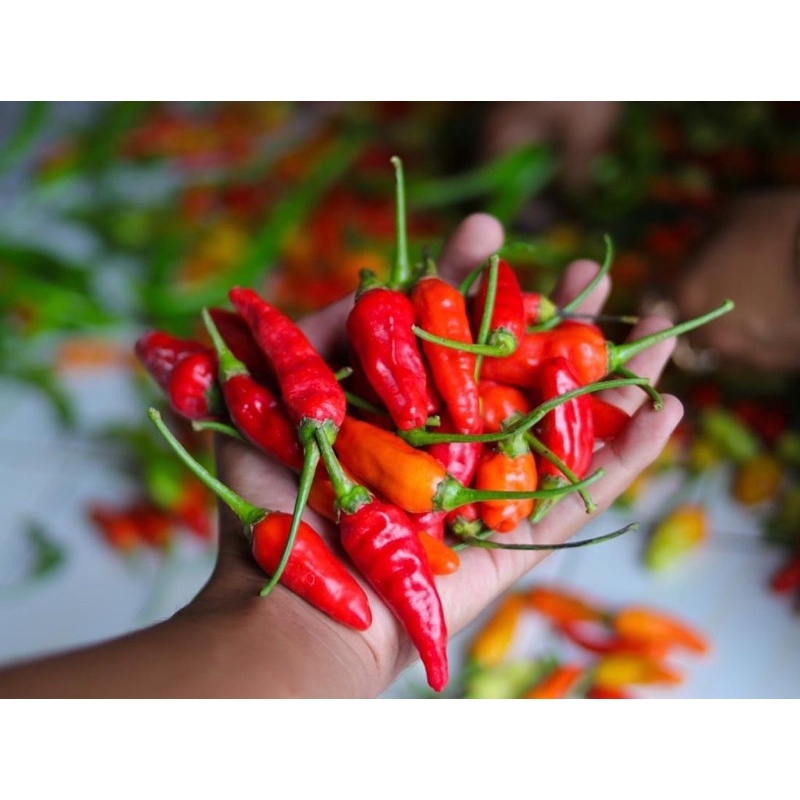 

BIG SALE !!! Cabai Rawit merah jawa tengah fresh1kg