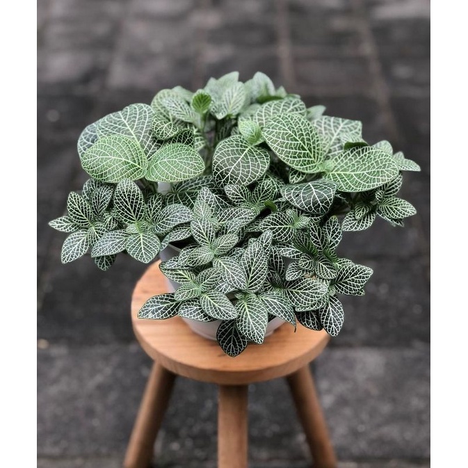 Tanaman hias - Fittonia mutiara - fittonia albivenis