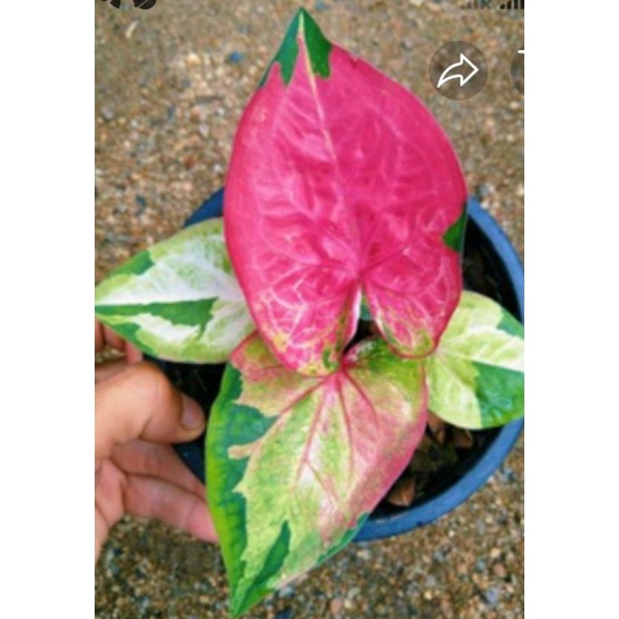 THAI SERIES CALADIUM/KELADI HYBRID THAILAND/LOVE SHOP MILLENIAL