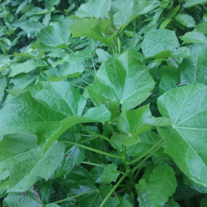 

promo daun Kaliki fres// order langsung petik dan Peking