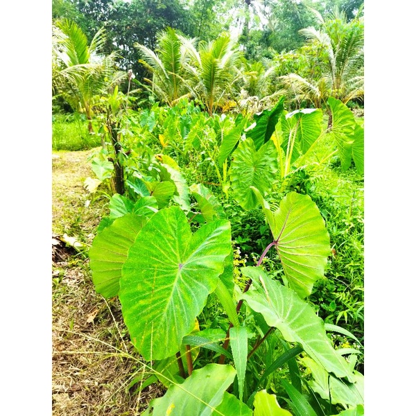 bibit bentul jumbo