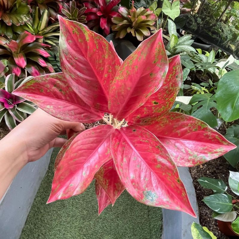 Aglonema red moon mutasi