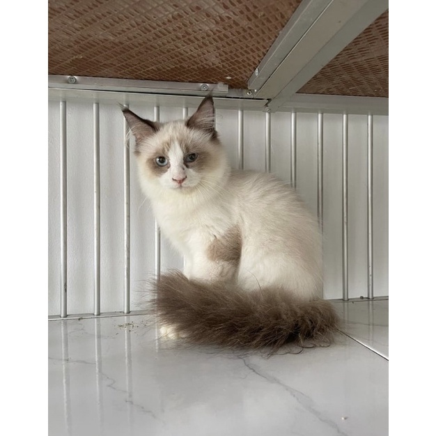 kitten jantan ragdoll simetris