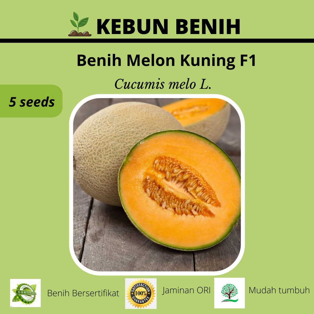 Benih Tanaman Melon Kuning Kualitas Unggul
