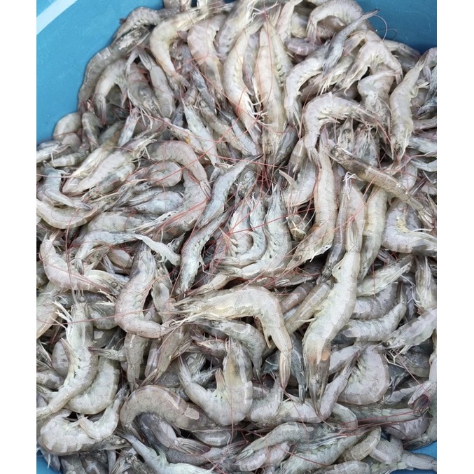 

udang ukuran sedang