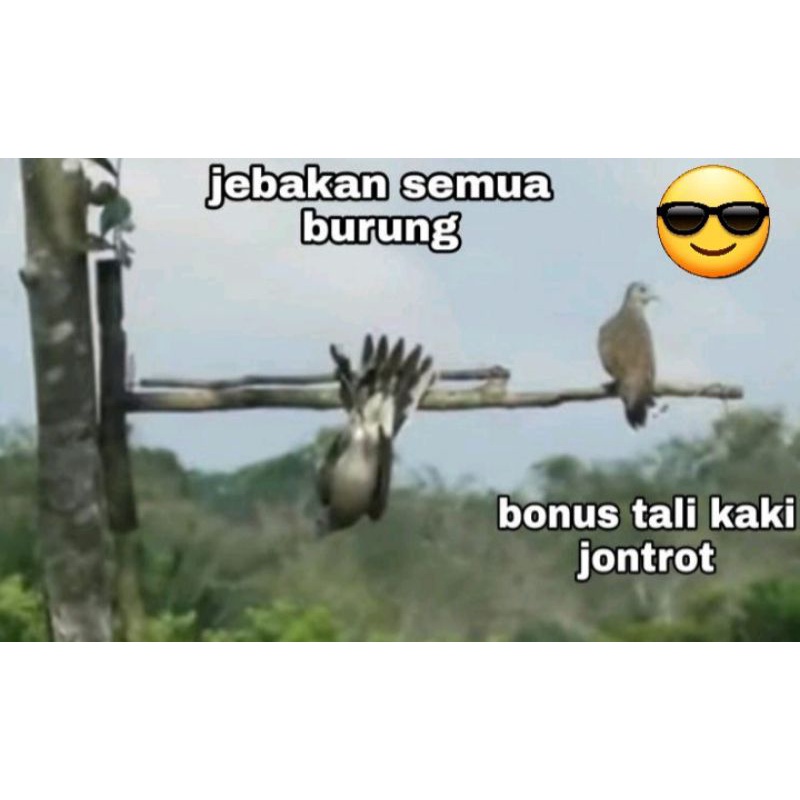 Jebakan burung liar perkutut.tekukur.dll