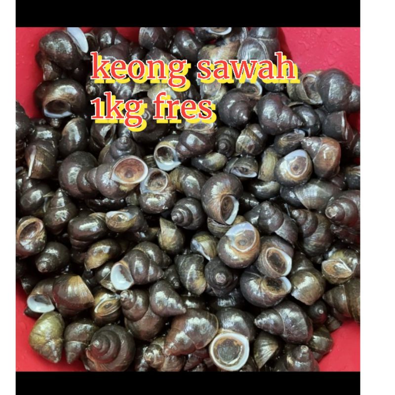 

fresh k eong sawah 1kg