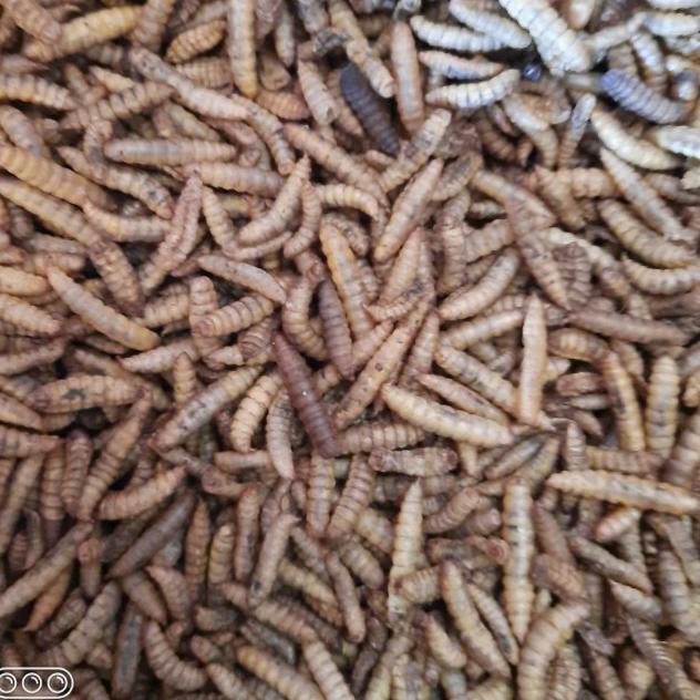 maggot bsf kering 1kg / manggot oven / manggot bsf