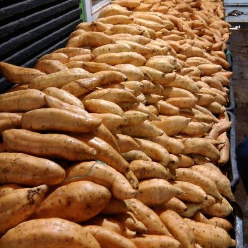 

Ubi Madu Wonosobo 1kg, Instan Sameday Delivery Jogja